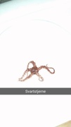 Brittle stars (Ophiuroidea)