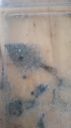 Dab (Limanda limanda)