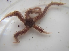 Brittle stars (Ophiuroidea)