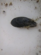 Blåskjell (Mytilus edulis)