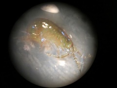 Nordlig marflo (Gammarus lacustris)