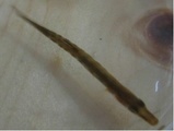Tangstikling (Spinachia spinachia)