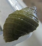 Purpursnegl (Nucella lapillus)