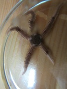 Brittle stars (Ophiuroidea)
