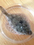 Dab (Limanda limanda)