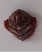Chiton (Polyplacophora)