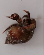 Eremittkreps (Paguridae)