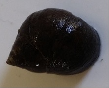 Storstrandsnegl (Littorina littorea)