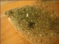 Dab (Limanda limanda)