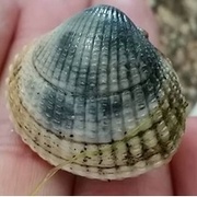 Vanlig hjerteskjell (Cerastoderma edule)
