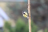 Kjøttmeis (Parus major)