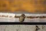 Gråspurv (Passer domesticus)