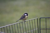 Kjøttmeis (Parus major)