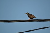 Stær (Sturnus vulgaris)