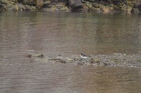 Eurasian Oystercatcher (Haematopus ostralegus)