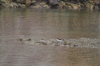 Tjeld (Haematopus ostralegus)