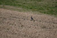 Northern Lapwing (Vanellus vanellus)