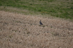 Vipe (Vanellus vanellus)