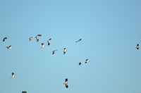 Northern Lapwing (Vanellus vanellus)