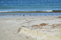 Tjeld (Haematopus ostralegus)