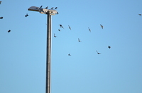 Stær (Sturnus vulgaris)