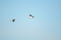 Eurasian Oystercatcher (Haematopus ostralegus)