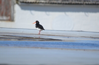 Eurasian Oystercatcher (Haematopus ostralegus)