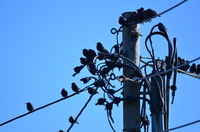 European Starling (Sturnus vulgaris)