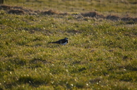 Northern Lapwing (Vanellus vanellus)
