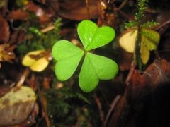 Gjøkesyre (Oxalis acetosella)