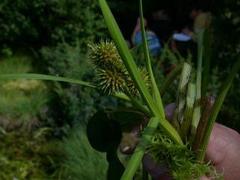 Branched Bur-reed (Sparganium erectum)