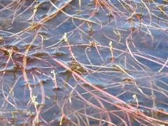 Tusenblad (Myriophyllum alterniflorum)