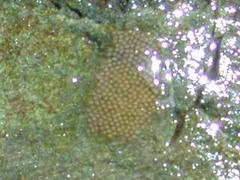 Bryozoans (Bryozoa)
