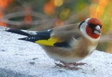 Stillits (Carduelis carduelis)