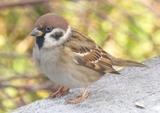 Pilfink (Passer montanus)