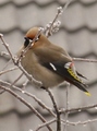 Sidensvans (Bombycilla garrulus)