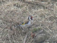 European Goldfinch (Carduelis carduelis)