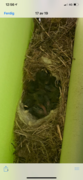 White Wagtail (Motacilla alba)