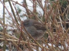 Hedge Accentor (Prunella modularis)