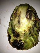 Dypøsters (Crassostrea gigas)