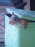 Eurasian Red Squirrel (Sciurus vulgaris)