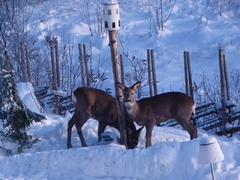 Roe Deer (Capreolus capreolus)