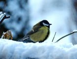 Kjøttmeis (Parus major)