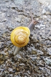 Hagesnegl (Cepaea hortensis)