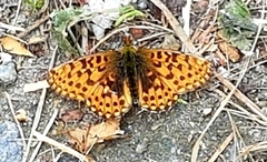 Dark Green Fritillary (Argynnis aglaja)