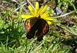 Fløyelsringvinge (Erebia ligea)