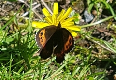 Arran Brown (Erebia ligea)