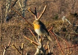 Rødstrupe (Erithacus rubecula)