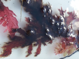 Purpurfjærehinne (Porphyra purpurea)