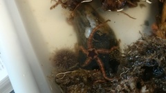 Brittle stars (Ophiuroidea)